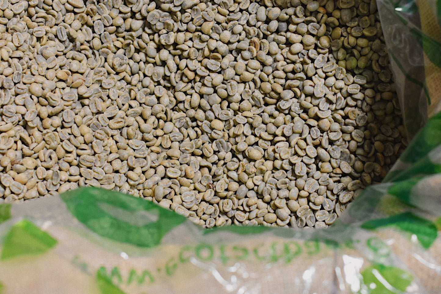 Green Nicaragua Caturra Bean