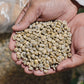 Green Nicaragua Caturra Bean