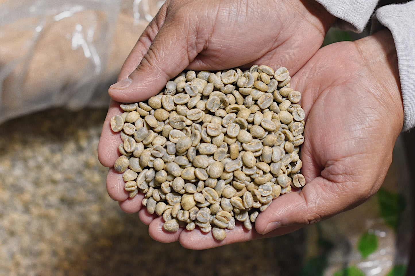 Green Nicaragua Caturra Bean